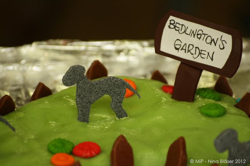 2012-07-01 B & B - Bedlington & Bichon Fun Day (211)_1500x1000.jpg